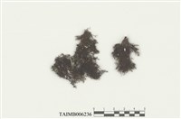 藏品(耳葉蘚屬)的圖片